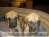 Fawn Great Dane puppies Marshfield, Missouri 65706