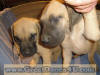 Fawn Great Dane puppies Marshfield, Missouri 65706