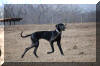 Fawn & Brindle Great Dane Puppies for sale Marshfield, Missouri 65706 USA