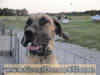 Fawn Great Dane Honey 2yrs Brindle Great Dane Marshfield, Missouri 65706 Stud Service