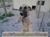 Fawn Great Dane Honey Brindle Great Dane Marshfield, Missouri 65706 Stud Service