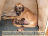 Fawn Great Dane Puppies Brindle Great Dane Marshfield, Missouri 65706 Stud Service