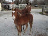 Ruger (front) & SteveNickie (Rear) - spoiled rotten they are!!!