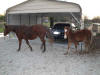 No Food, Horses leave bummed out. Fawn & Brindle Great Dane Puppies Marshfield Missouri 65706