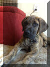 Brindle Male Great Dane Fawn & Brindle Great Dane Puppies for sale Marshfield, Missouri 65706 USA