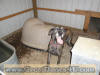 Brindle Great Dane Female 