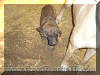 Le Tigre 10 weeks Brindle Great Dane & Fawn Great Dane