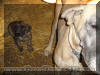 Le Tigre 10 weeks Brindle Great Dane & Fawn Great Dane