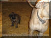 Le Tigre 10 weeks Brindle Great Dane & Fawn Great Dane