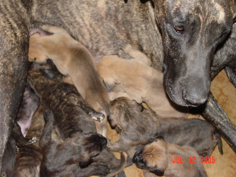 Great Danes Fawn Brindle Akc Color Pure Puppies Stud Service Great Danes Fawn Brindle Akc Color Pure