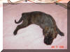 $1,000 Flawless Brindle Female Great Dane puppy