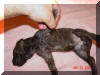 $1,000 Flawless Brindle Female Great Dane puppy