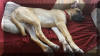 Fawn & Brindle Great Dane Puppies for sale Marshfield, Missouri 65706 USA