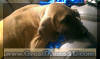 Fawn & Brindle Great Dane Puppies for sale Marshfield, Missouri 65706 USA