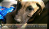 Fawn & Brindle Great Dane Puppies for sale Marshfield, Missouri 65706 USA