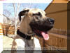 Fawn Great Dane - Melvin from www.GreatDanes4U.com