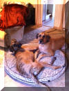 Johann & Mozart Fawn & Brindle Great Dane Puppies for sale Marshfield, Missouri 65706 USA