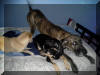 Brindle Great Dane Odin Fawn & Brindle Great Dane Puppies for sale Marshfield, Missouri 65706