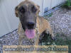 Brindle Great Dane Puppies Marshfield Missouri 65706 U.S.A.