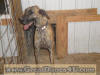 Pretty-Kitty enters the inside pen but enjoys her outside area.