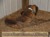 Beautiful Brindle Great Dane 2-yr old w/ new litter.