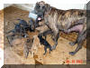 Great Dane Puppies , Great Danes for Sale , Great Dane Breeders