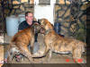 Tiger - Dark & Rokin Robin - Reverse Brindle Great Dane Dogs