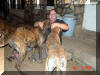 Tiger - Dark & Rokin Robin - Reverse Brindle Great Dane Dogs