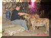 Rokin Robin is a Reverse or light Brindle Great Dane Dog