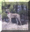 Brindle Great Dane - Rallye