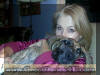 Fawn & Brindle Great Dane Puppies for sale Marshfield, Missouri 65706