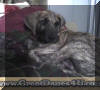 Great Dane Brindle Male 9-wk pup Fawn & Brindle Great Dane Puppies for sale Marshfield, Missouri 65706