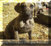 Great Dane Brindle Male 9-wk pup Fawn & Brindle Great Dane Puppies for sale Marshfield, Missouri 65706