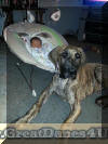 Brindle Great Dane "Rallye" "the Baby Sitter"