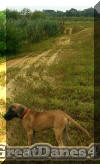Brindle Great Dane - Rallye