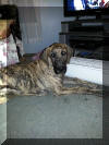 Brindle Great Dane "Rallye" enjoys the heater