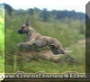 Flying Brindle Great Dane - Rallye