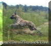 Rallye Flying Brindle Great Dane Fawn & Brindle Great Dane Puppies for sale Marshfield, Missouri 65706