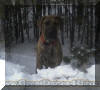 Brindle Great Dane Rallye in the Snow