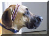 Fawn Great Dane - Rex Fawn & Brindle Great Dane Puppies for sale Marshfield, Missouri 65706