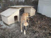 2 Outside insulated dog houses with Sundeck