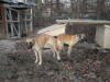 Fawn Great Danes: Romeo (Right)  Breeding Black-Noser (Left) 20 Nov 2010