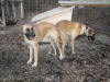 Romeo (Right)  Breeding Black-Noser (Left) 20 Nov 2010