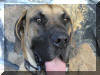 Stud Romeo a Fawn Great Dane