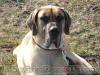 Great Temperament - Fawn Great Dane "Romeo"