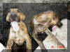 Roxy-Reverse Brindle & Kinky-dark Brindle Great Dane puppy