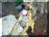 Roxy -Reverse Brindle Great Dane puppy, < 6 mos