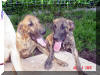 Roxy-Reverse Brindle & Kinky-dark Brindle Great Dane puppy