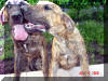 Roxy-Reverse Brindle & Kinky-dark Brindle Great Dane puppy