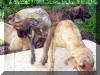 Roxy-Reverse Brindle & Kinky-dark Brindle Great Dane puppy